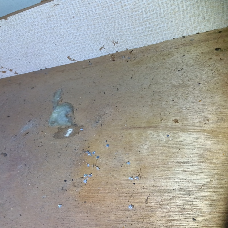 ネズミ駆除の施工事例（新潟県新潟市西蒲区與兵衛野新田）