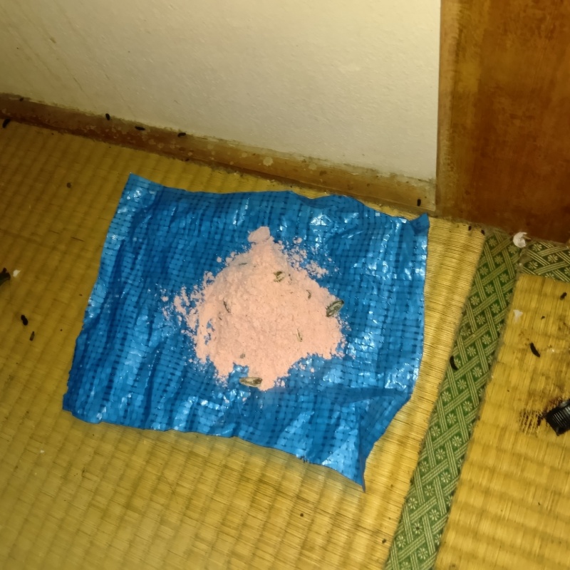 畳の上に殺鼠剤を設置