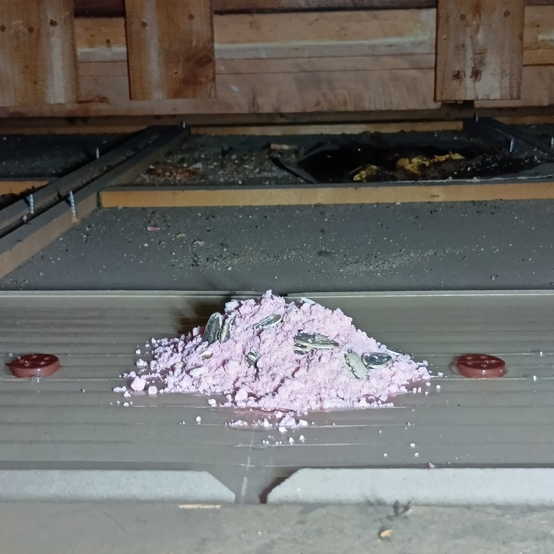 粘着シートの上に殺鼠剤を設置した様子