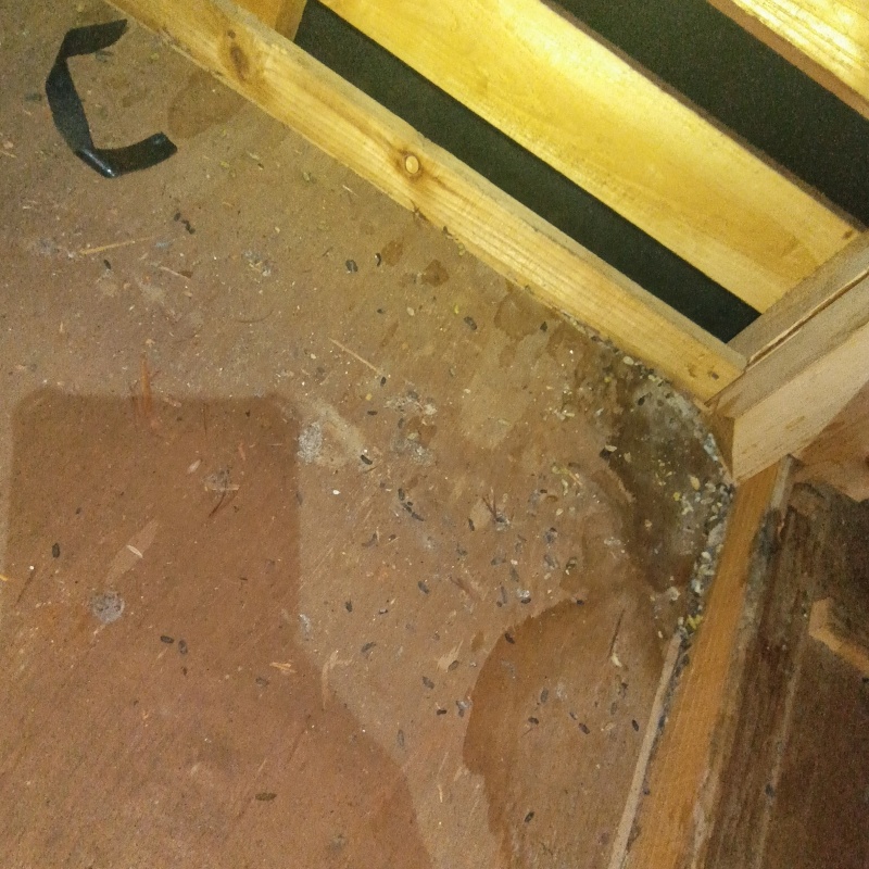 ネズミ駆除の施工事例（静岡県三島市川原ケ谷）