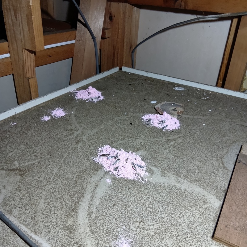 屋根裏に殺鼠剤を設置