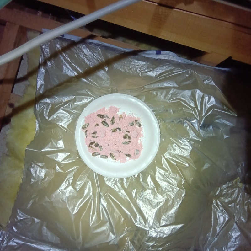 殺鼠剤を設置した様子