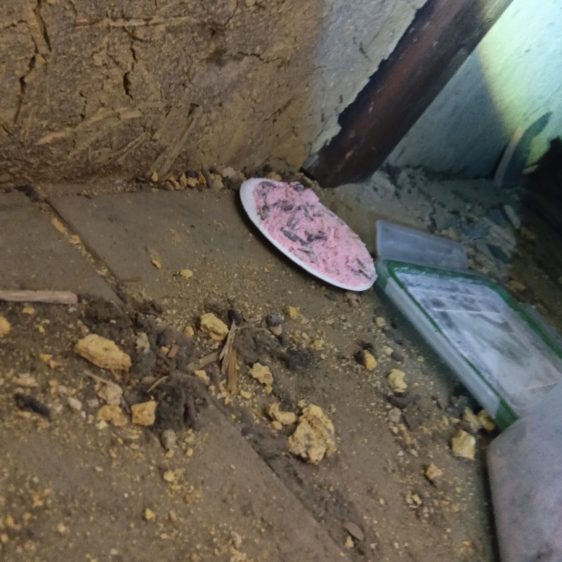 殺鼠剤を設置した様子