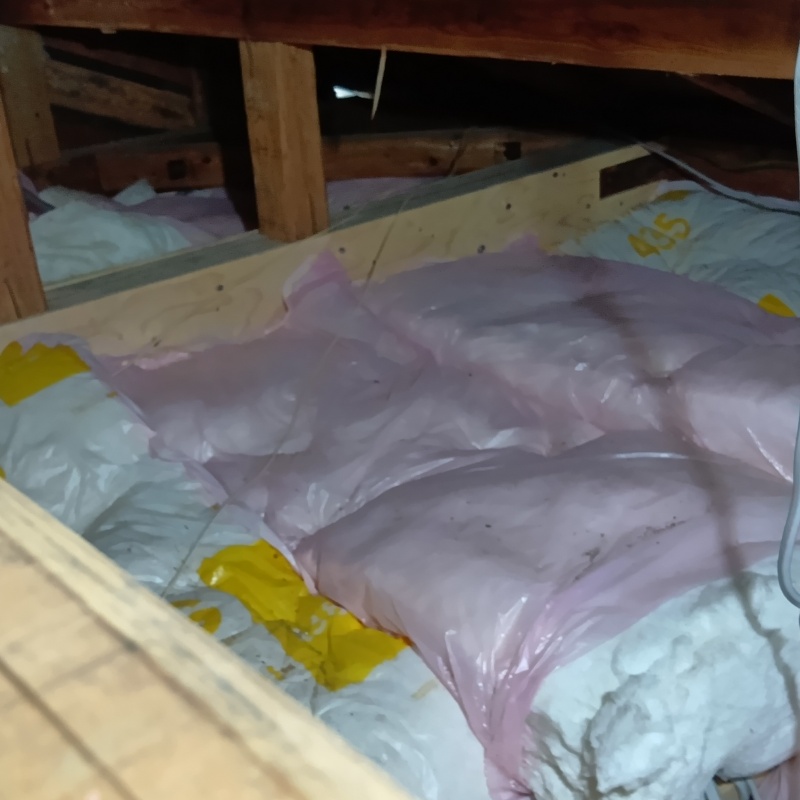 アライグマが潜んでいた屋根裏