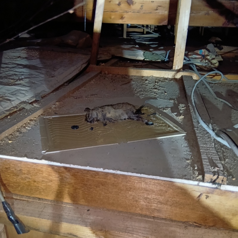 粘着シートに引っかかったネズミの死骸