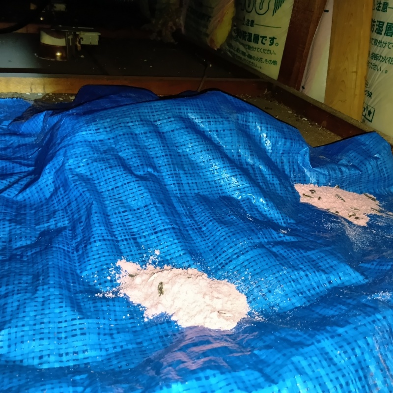 ブルーシートの上に殺鼠剤を設置