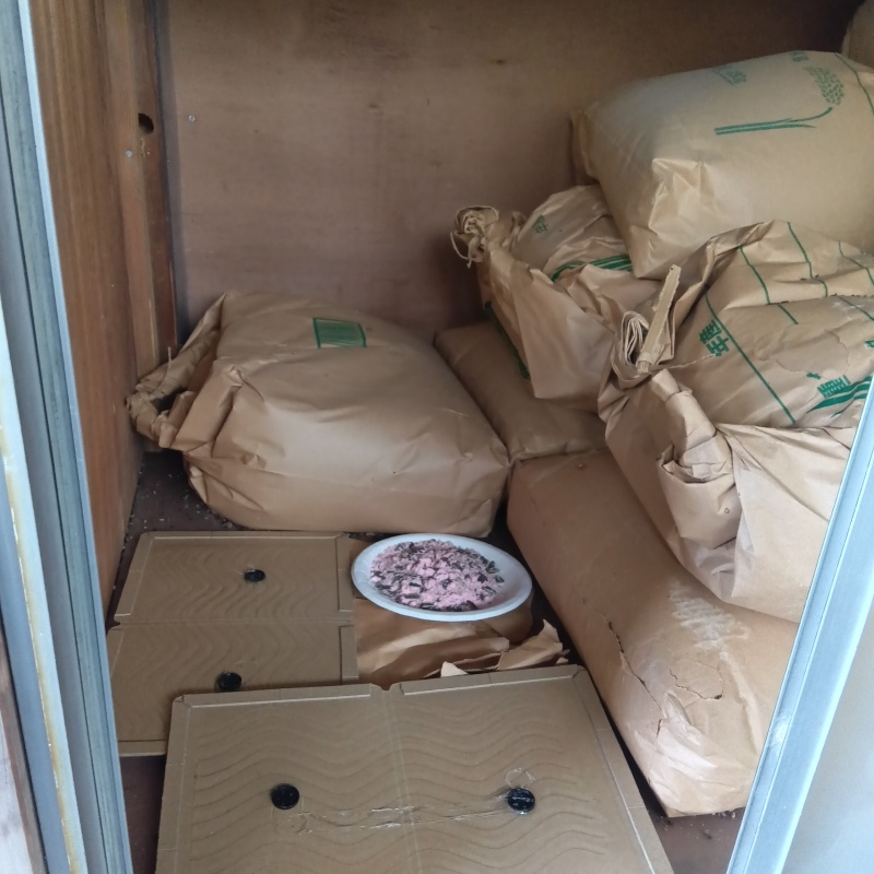 倉庫内に殺鼠剤と粘着シートを設置