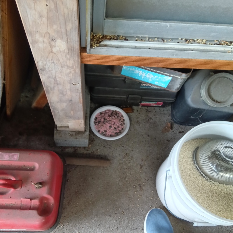 屋外に殺鼠剤を設置