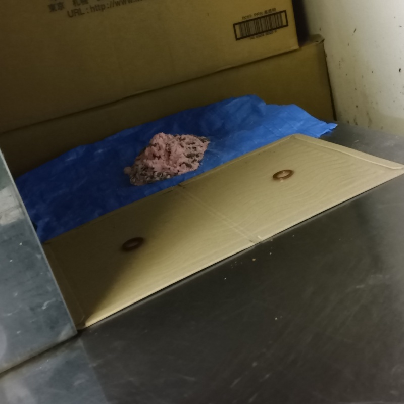 殺鼠剤と粘着シートを設置した様子
