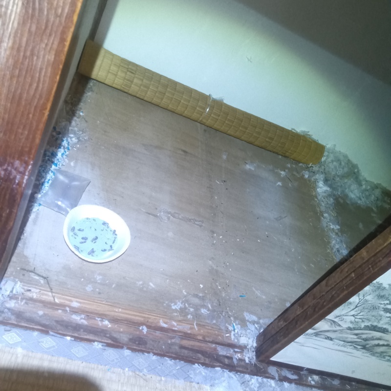 押し入れ内に殺鼠剤を設置