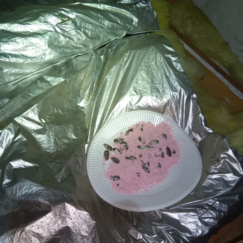 殺鼠剤を設置した様子