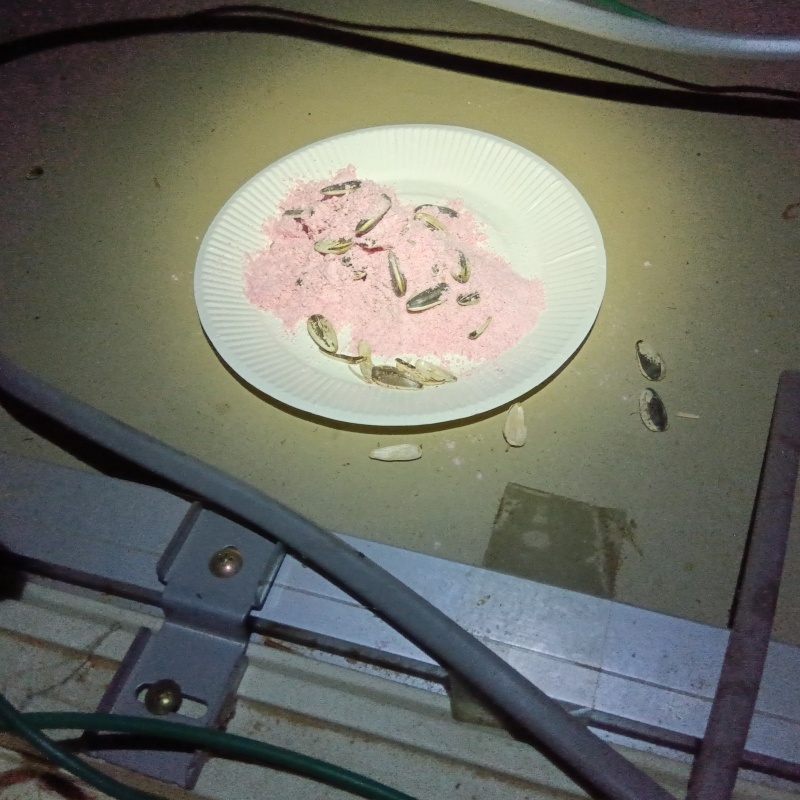 殺鼠剤を設置した様子