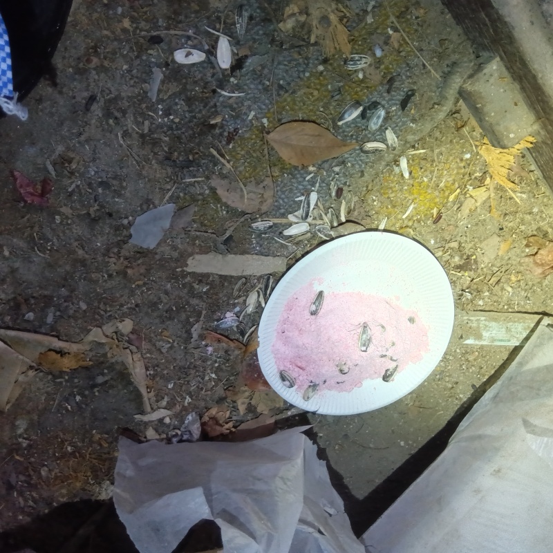 殺鼠剤を設置した様子