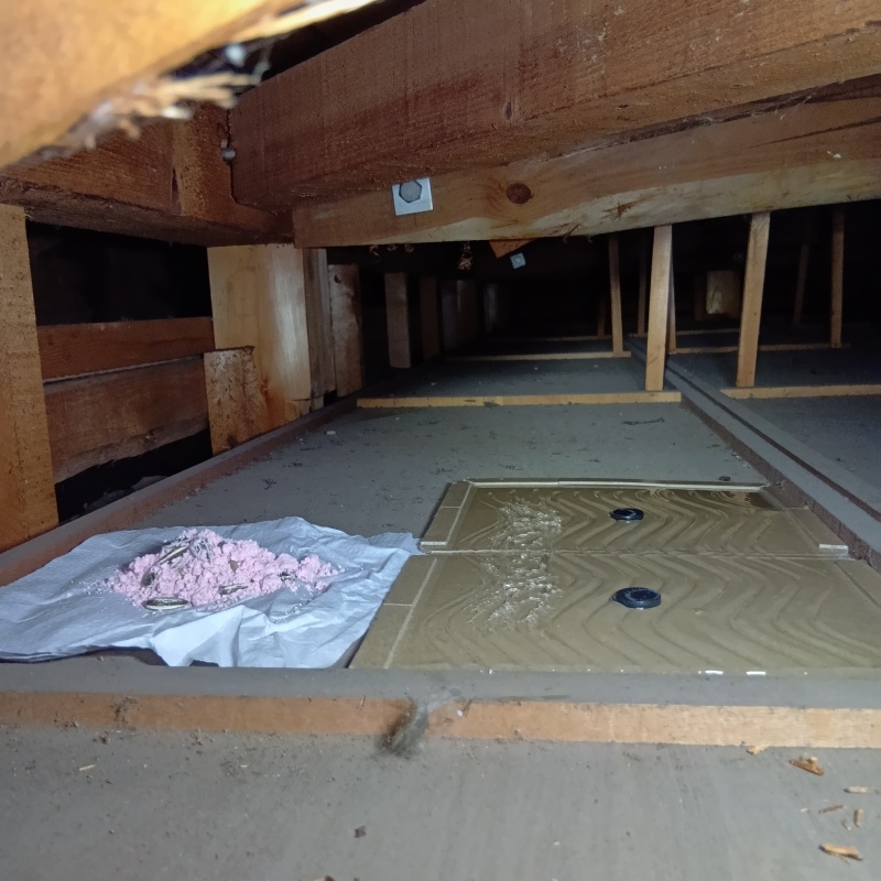 殺鼠剤と粘着シートを設置した様子