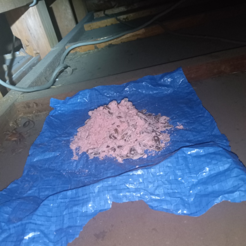 殺鼠剤を設置した様子