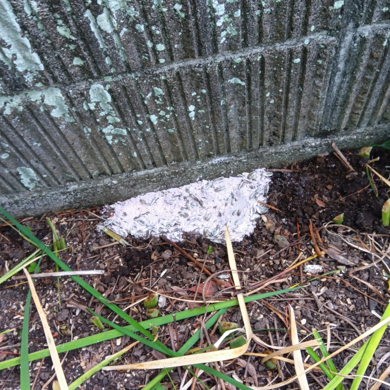 外壁の下に殺鼠剤を設置