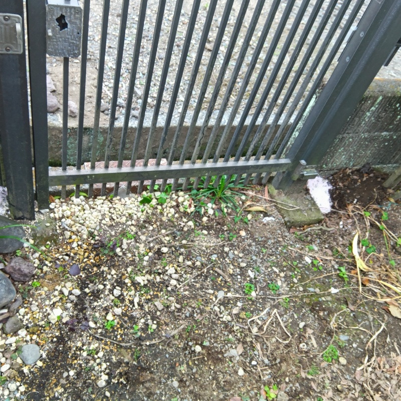 外壁の下に殺鼠剤を設置