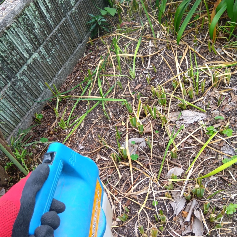 噴霧器で薬剤を散布