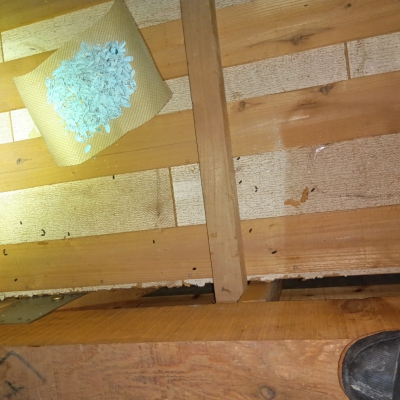 殺鼠剤を設置した様子