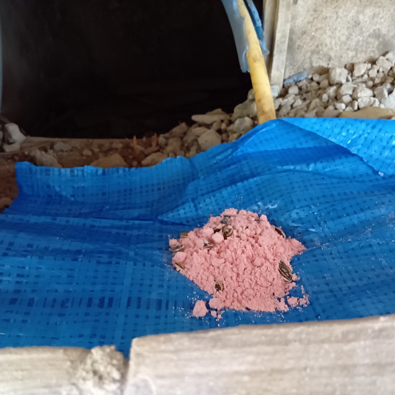 殺鼠剤を設置した様子