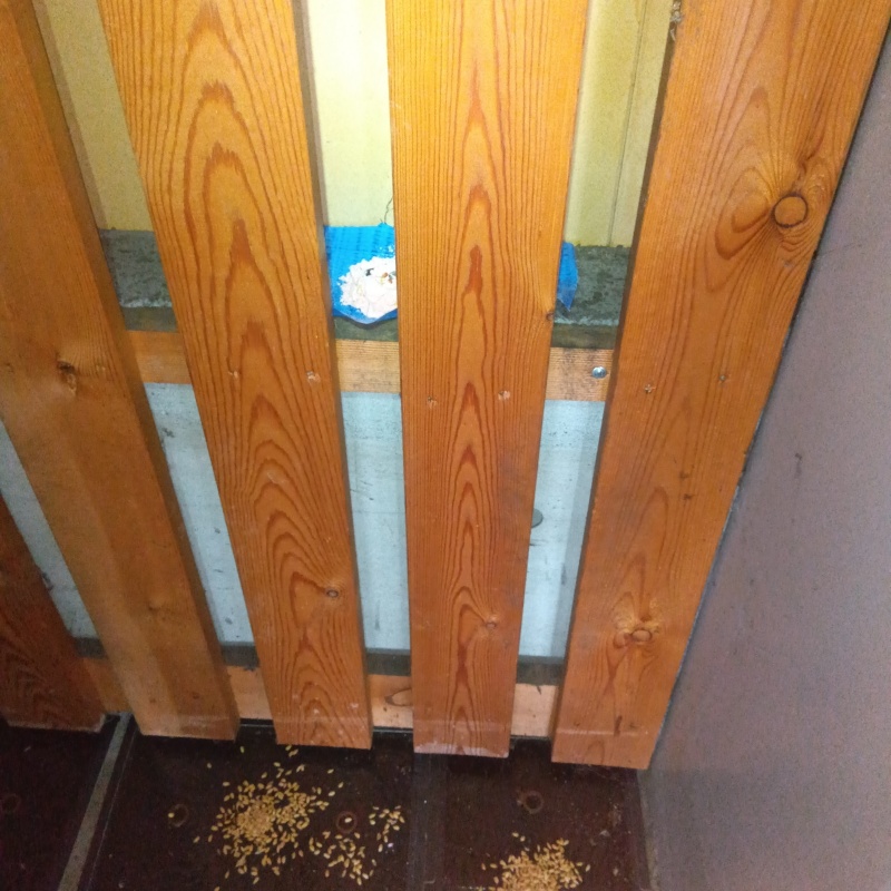 殺鼠剤と粘着シートを設置した様子