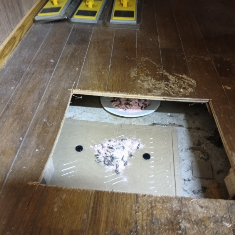 床下に殺鼠剤と粘着シートを設置