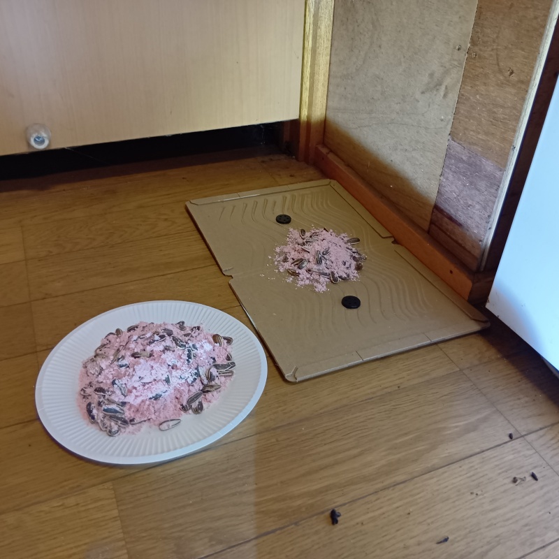 室内に殺鼠剤と粘着シートを設置