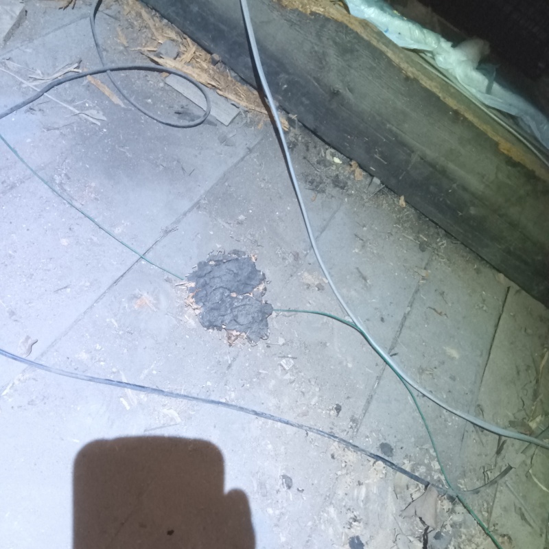 屋根裏に溜まったフンや汚れ