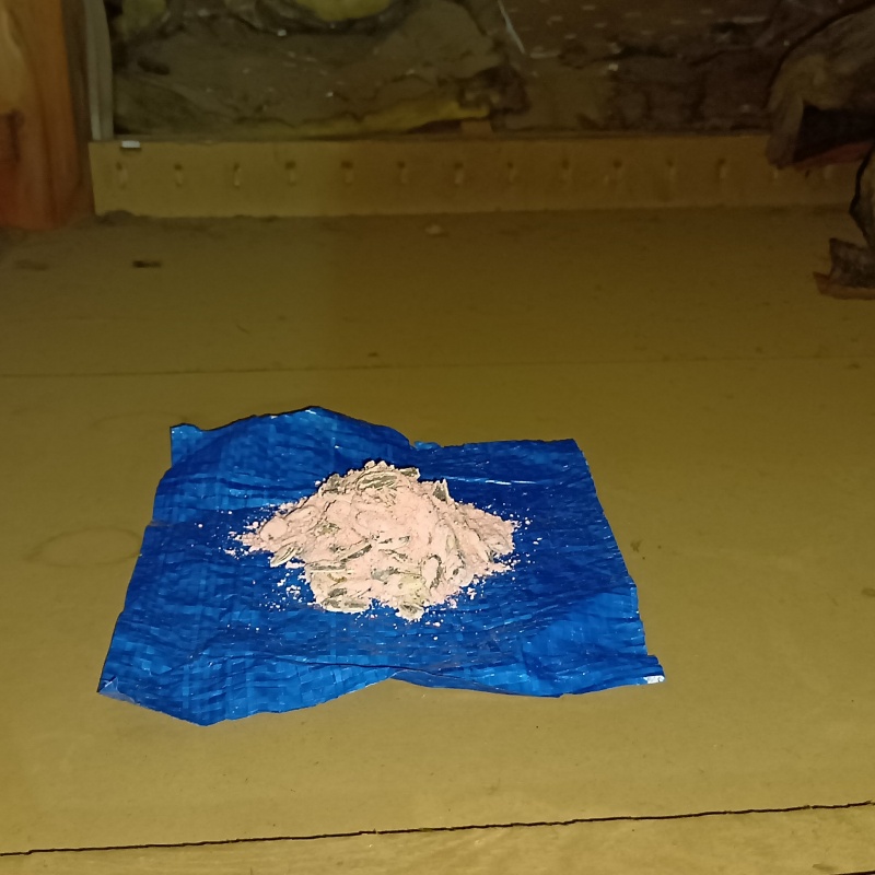 殺鼠剤を設置した様子