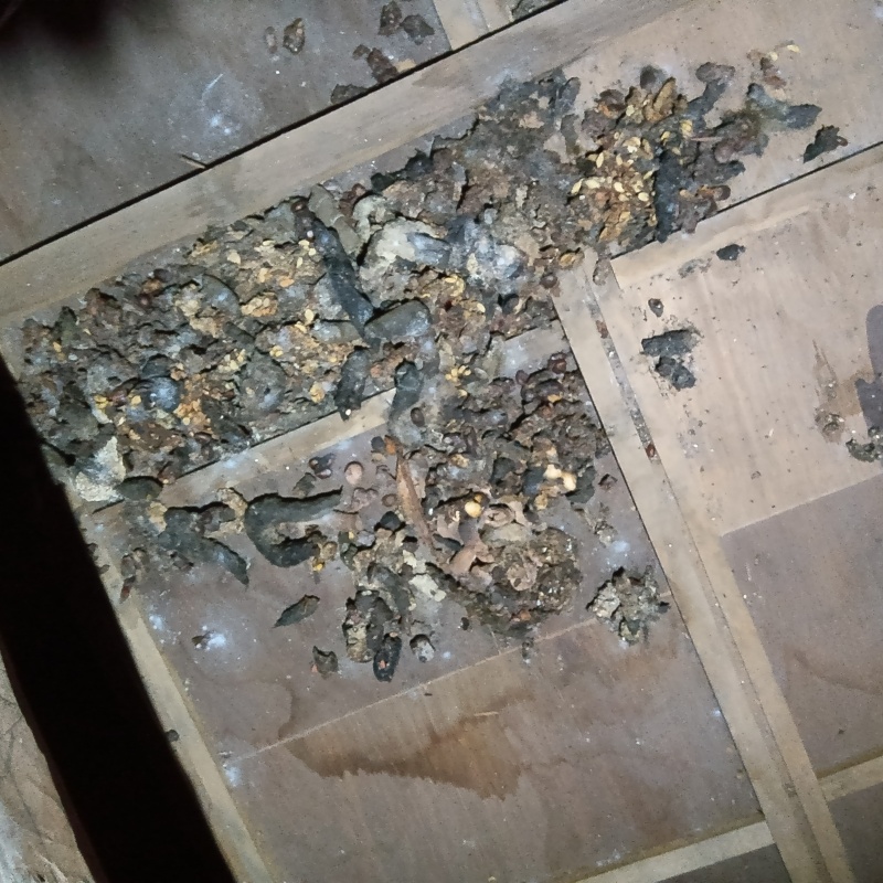 天井裏に溜まったフン