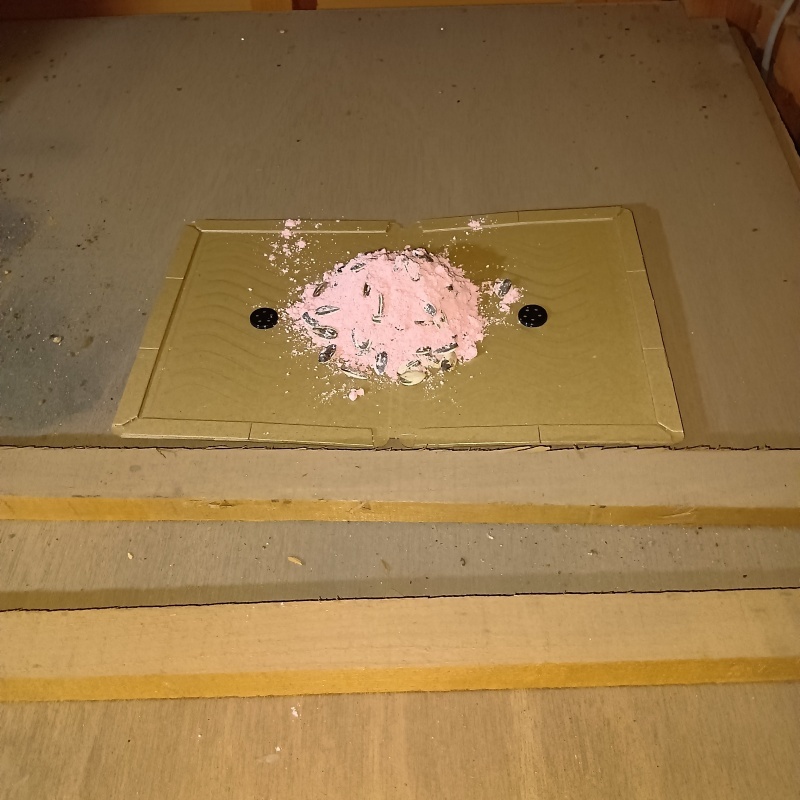 殺鼠剤と粘着シートを設置した様子