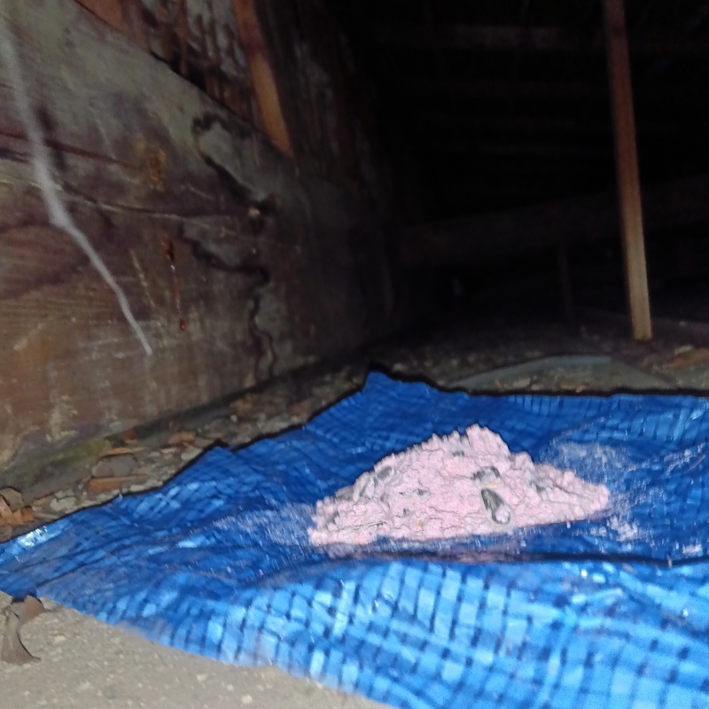 殺鼠剤を設置した様子