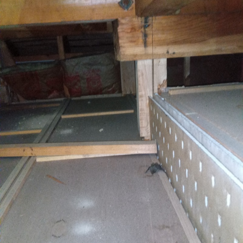 天井裏のコウモリの死骸