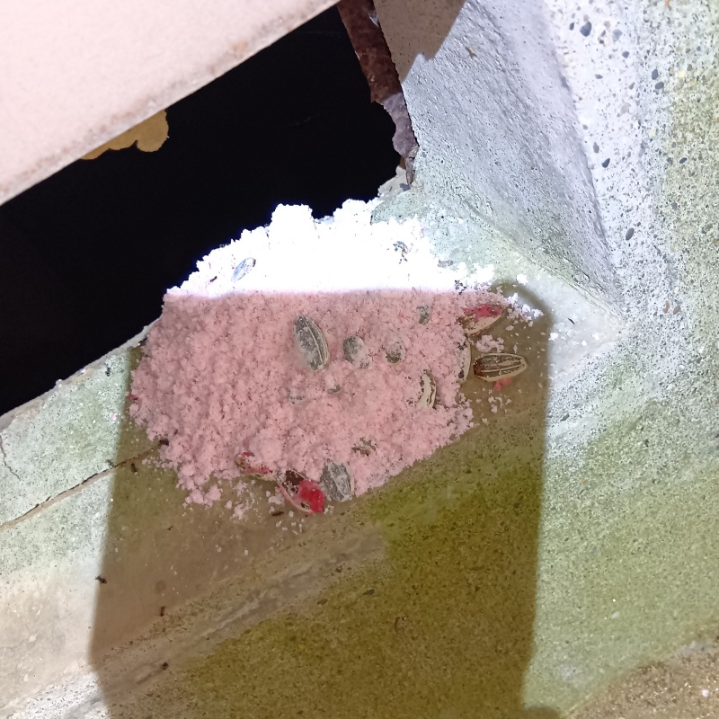 コンクリートブロックの上に殺鼠剤を設置した様子