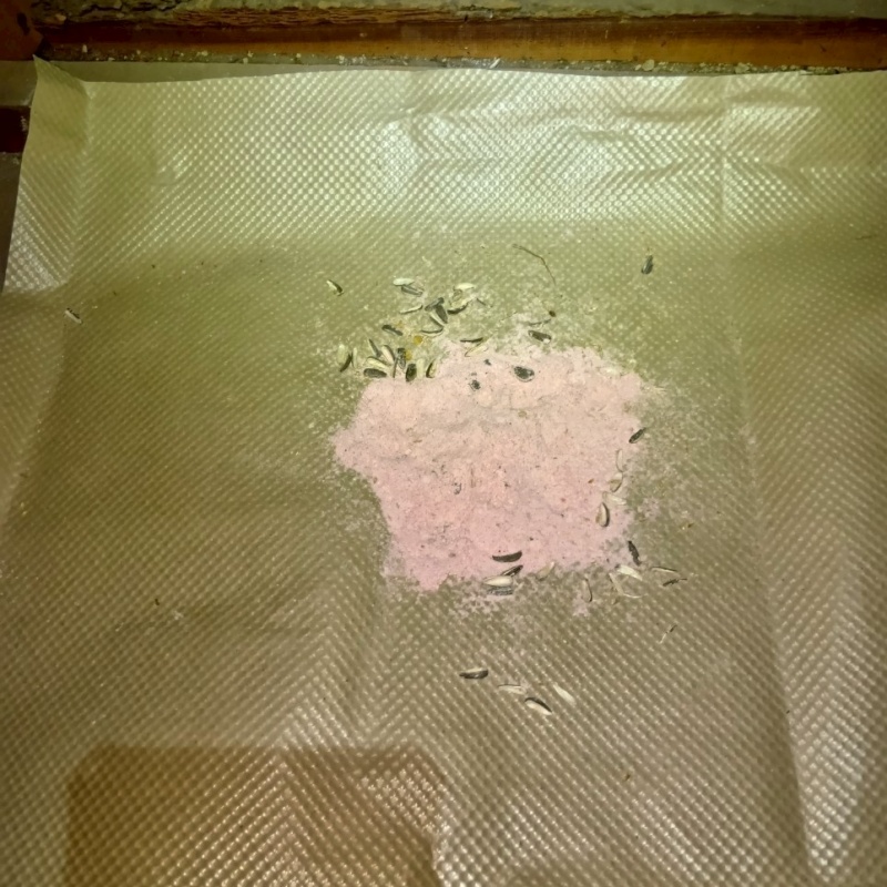 ネズミが殺鼠剤を食べたあと