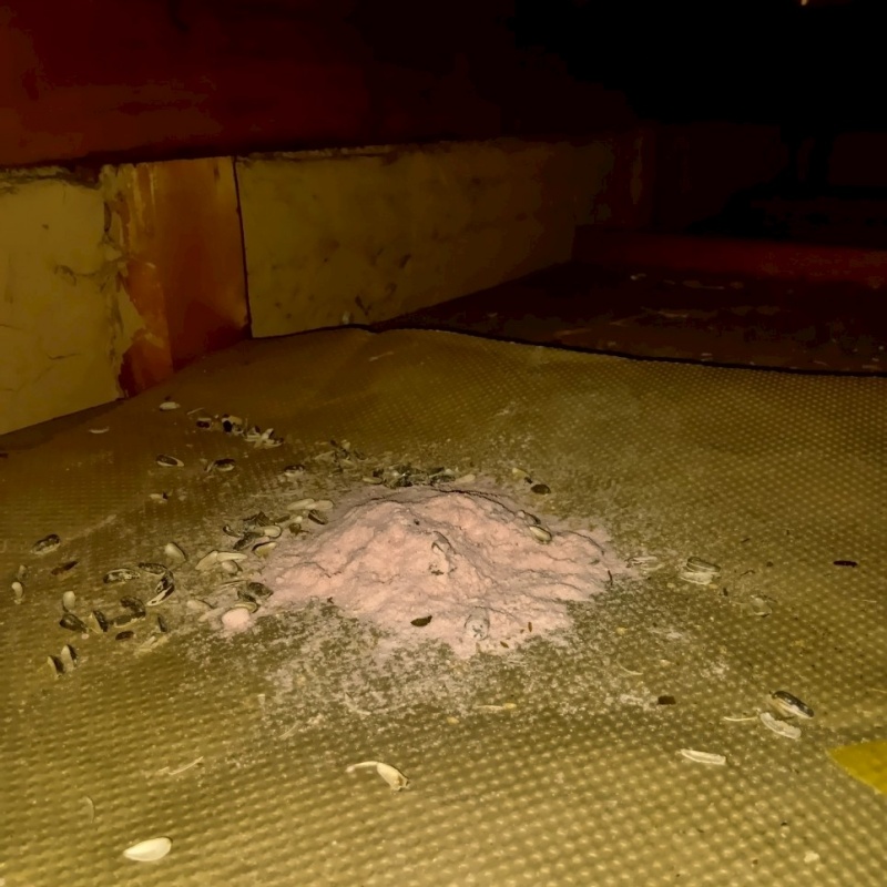 ネズミが殺鼠剤を食べたあと