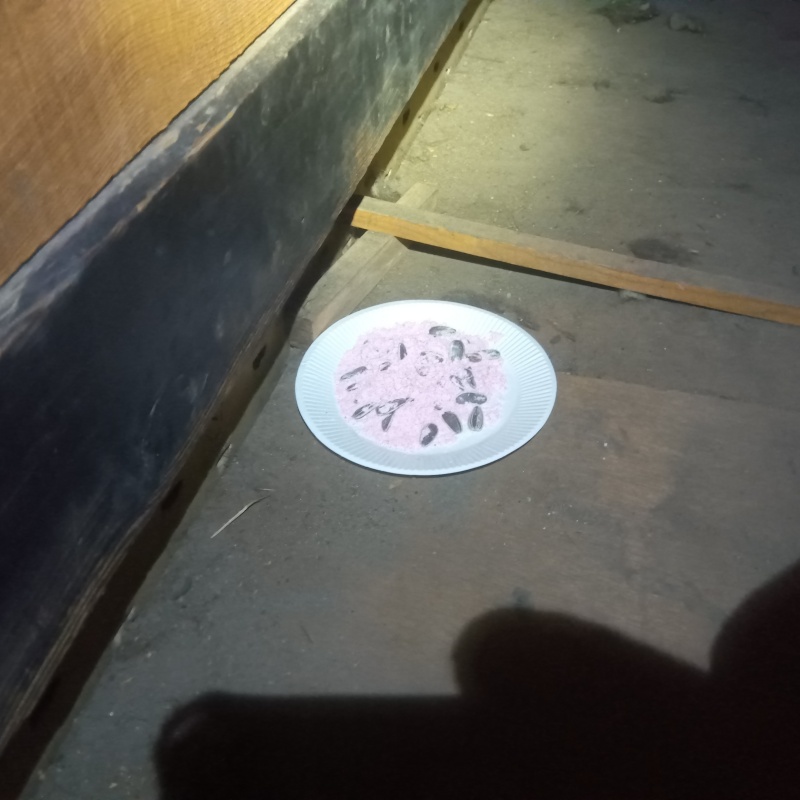 屋根裏に設置した殺鼠剤