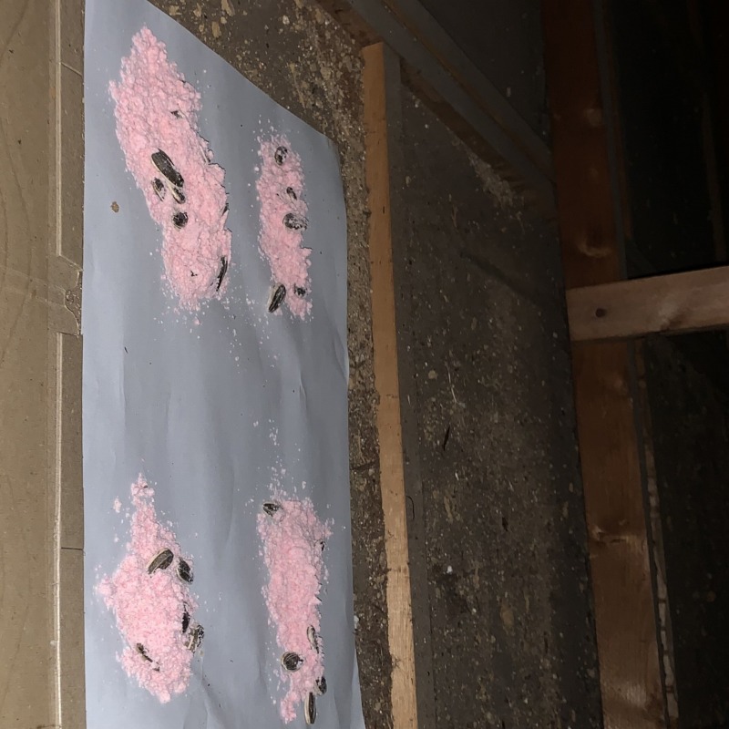 殺鼠剤を設置した様子