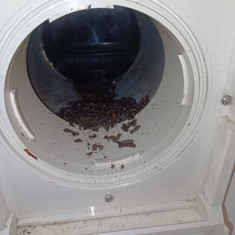 コウモリ駆除の施工事例（宮城県名取市相互台東）