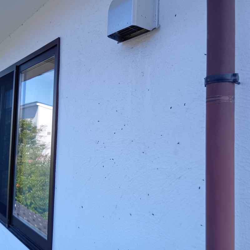 コウモリ駆除の施工事例（福島県岩瀬郡鏡石町岡ノ内）