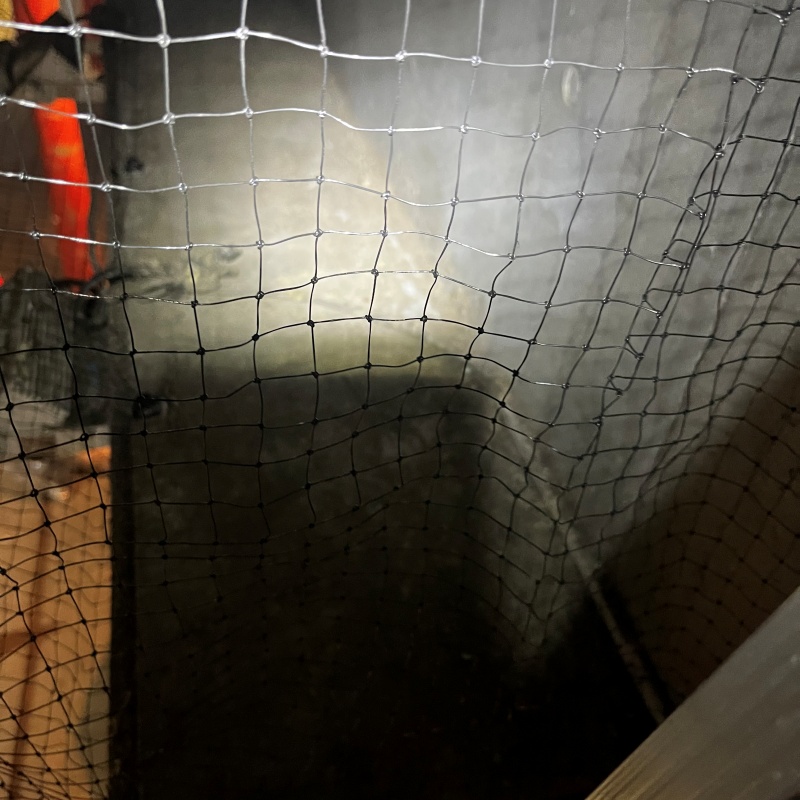 防鳥ネットを設置した様子