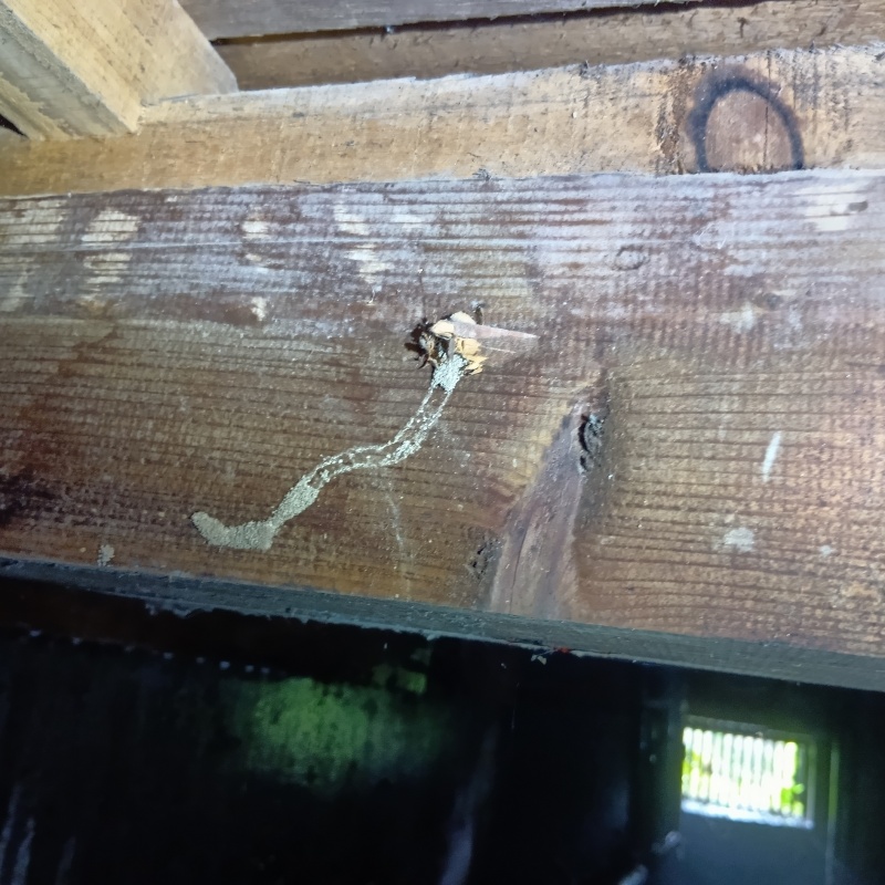 築年数45年のシロアリ駆除の施工事例（茨城県筑西市折本）