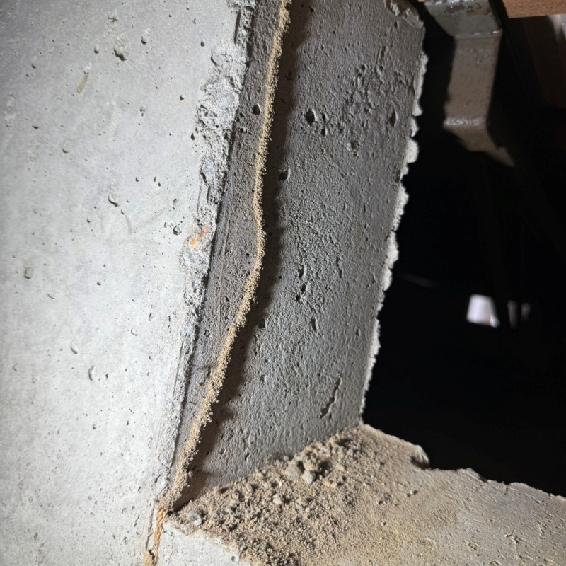 土台に作られたシロアリの蟻道