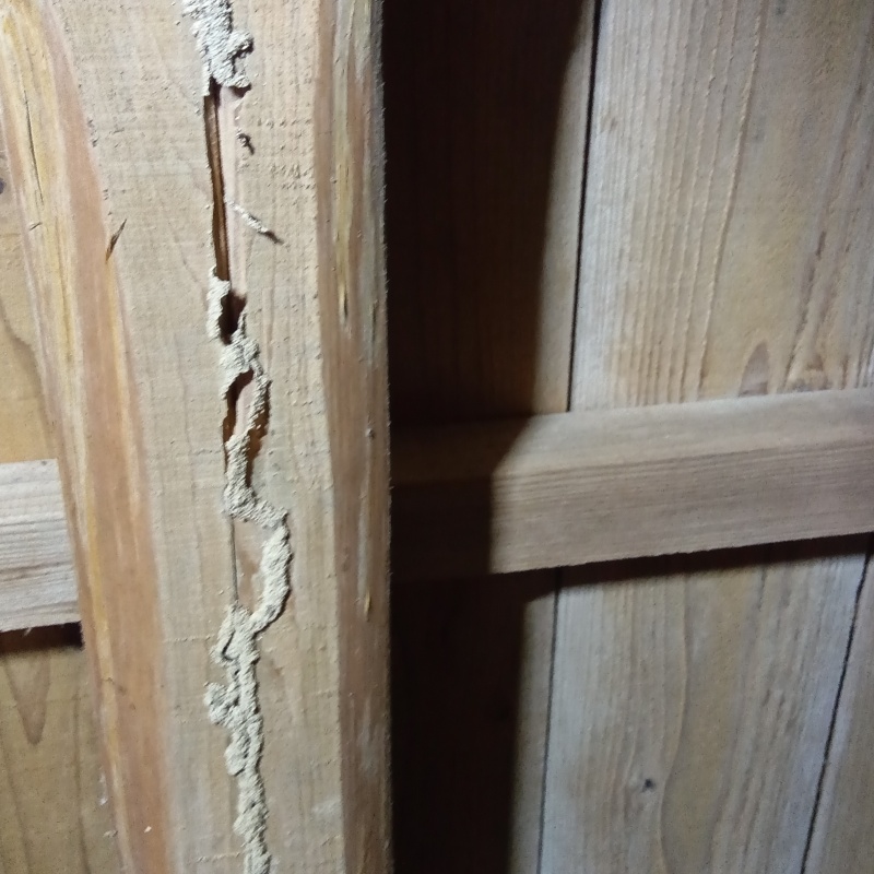 木部に作られたシロアリの蟻道