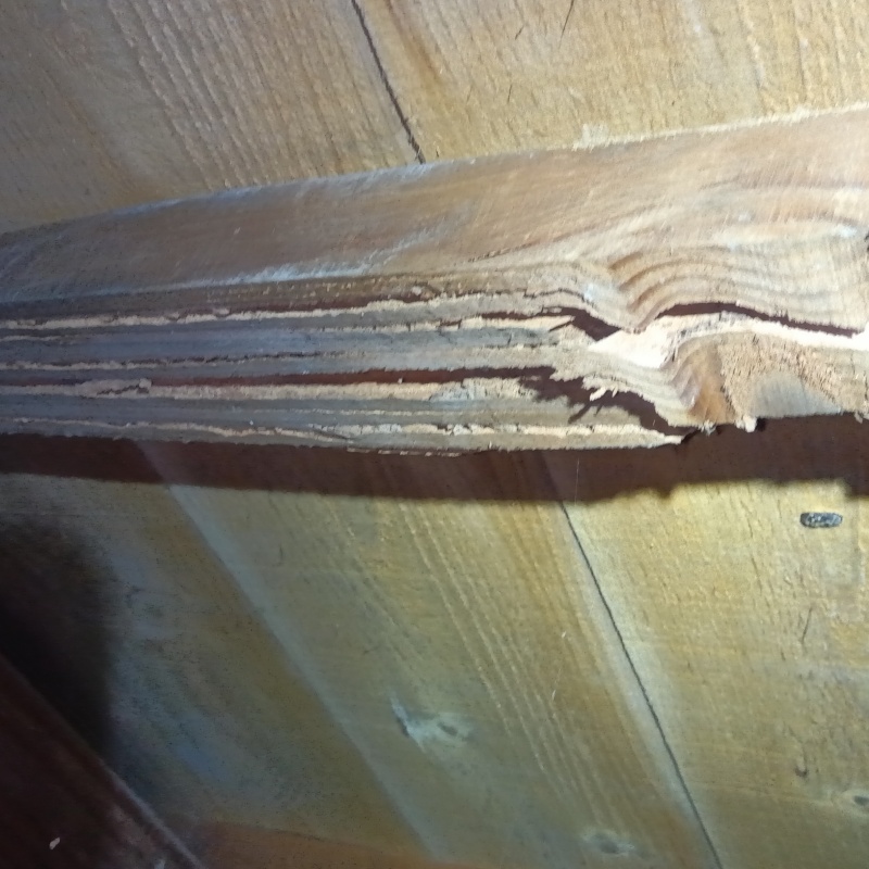 食害跡が残る木部