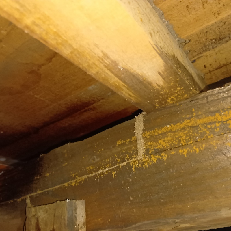 床下に作られたシロアリの蟻道