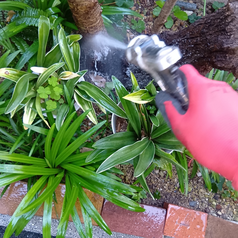 庭木に防蟻剤を散布