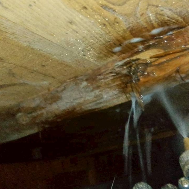 被害を受けた木材にシロアリ駆除剤を吹き付け