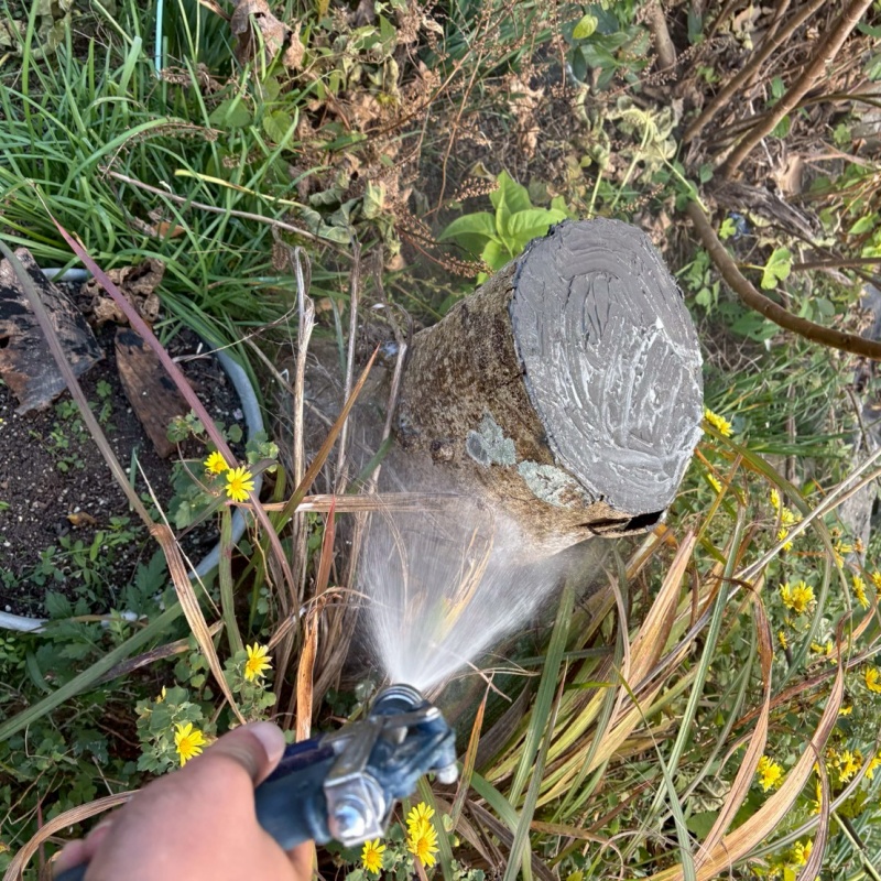 切り株にシロアリ駆除剤を散布