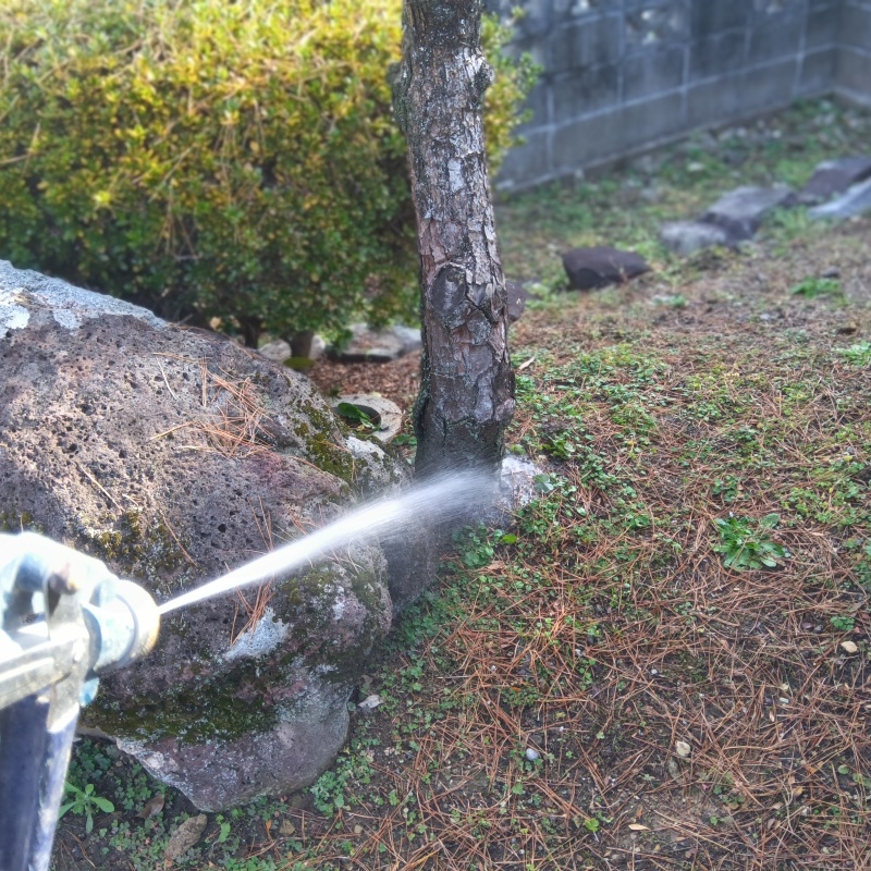 庭木にシロアリ駆除剤を散布